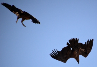 Two Condors Fighting